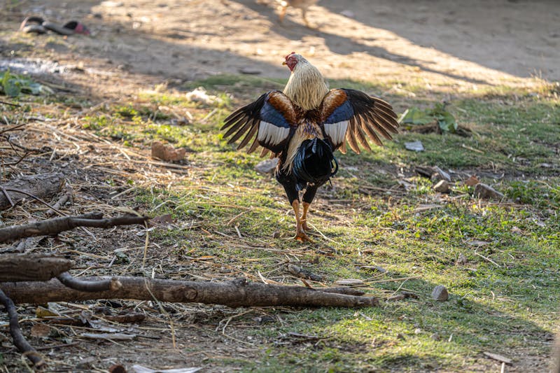 Wing Snob Party Platter with mixed wings and dipping sauces